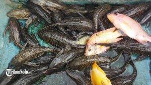 Ikan-sapu-sapu-tersangkut-di-jaring-nelayan-di-Desa-Gilirejo-3.jpg