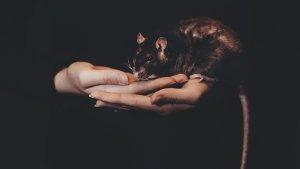 Ilustrasi-Tikus-4.jpg