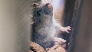 Ilustrasi-tikus-5.jpg