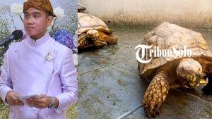 Indukan-kura-kura-Sulcata-milik-Gibran-Rakabuming-Raka.jpg