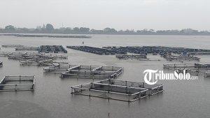 Karamba-Waduk-Mulur-Bendosari-Sukoharjo-yang-ditemukan-puluhan-ribu-ikan-mati-mendadak.jpg