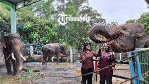 Kolase-foto-gajah-di-Taman-Satwa-Waduk-Gajah-Mungkur-Wonogiri-yang-viral-Minggu-512025.jpg