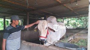 Kondisi-sapi-milik-Sukasno-warga-Desa-Doplang-Karanganyar-yang-batal-dibeli-Presiden-Jokowi.jpg