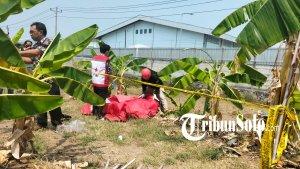Mayat-pria-tanpa-identitas-ditemukan-di-lahan-kosong-di-Ngrampal-Kabupaten-Sragen.jpg