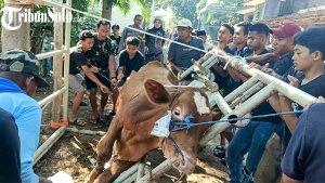 Penyembelihan-hewan-kurban-di-sragen.jpg