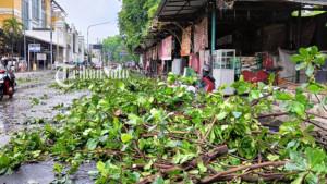 Pohon-tumbang-di-Kota-Solo.jpg