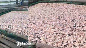 Potret-Ikan-mati-mendadak-di-karamba-jaring-apung-Waduk-Cengklik-Boyolali-Jumat-2132025.jpg