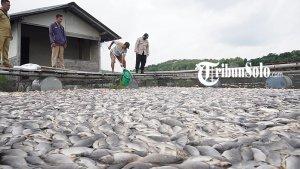 Ribuan-ikan-di-KJA-WKO-mati-akibat-fenomena-upwelling-Selasa-312023.jpg