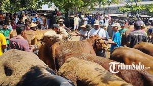 Sapi-Idul-Adha-2023-di-Klaten.jpg