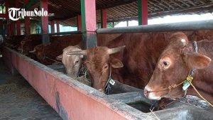 Sapi-Kurban-2024-1.jpg