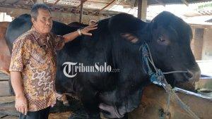 Sapi-kurban-sragen.jpg