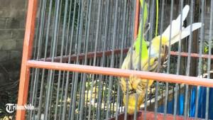 Seekor-burung-kenari-milik-Sri-Widodo-warga-Dukuh-Kiringan.jpg