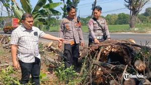 Seorang-pemuda-meninggal-dunia-tertimpa-pohon-tumbang.jpg