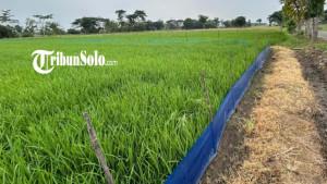 TRAP-BARRIER-SYSTEM-Klaten.jpg