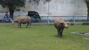dua-ekor-kerbau-kiai-slamet-di-alun-alun-kidul-keraton-kasunanan-surakarta_20171010_141612.jpg