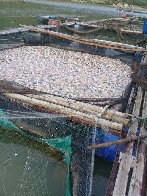 ikan-mati-mendadak-di-waduk-gajah-mungkur.jpg
