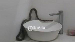 ular-piton-muncul-merambat.jpg