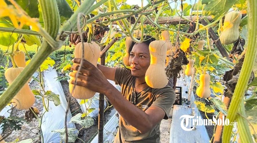 Lahan Padi di Polanharjo Klaten Disulap Jadi Kebun Labu Madu, BUMDes Kapungan Kini Panen Perdana!