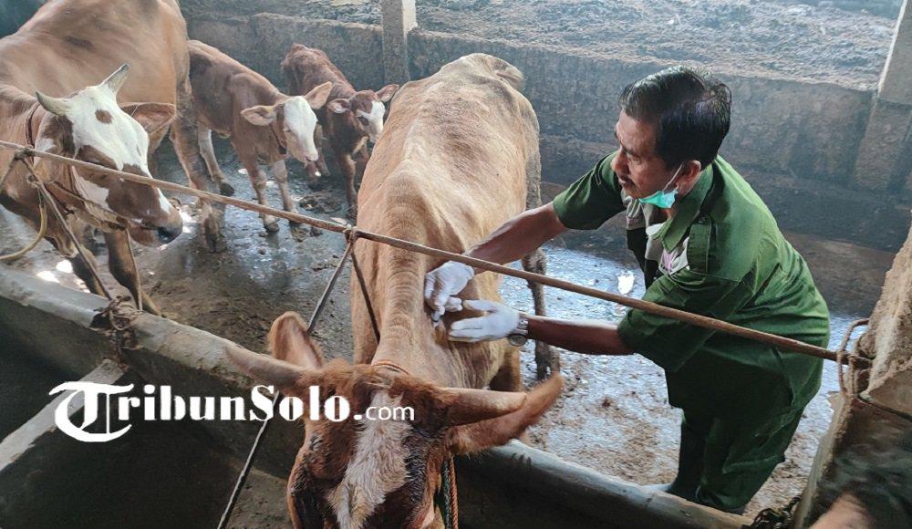 Pemkab Sukoharjo Terima 2000 Dosis Vaksin Antraks, 700 Dosis Sudah Disuntikkan