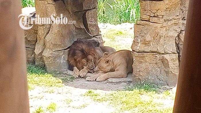 Singa Solo Safari Baru Birahi, Sehari Berhubungan Intim 20 Kali,Kini Jadi Buruan Video HP Pengunjung