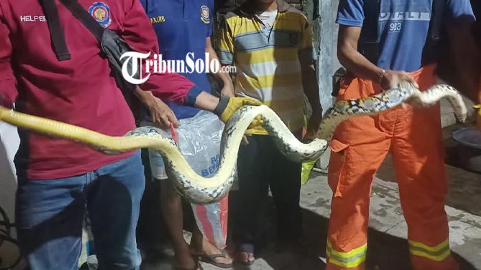 2 Ular Piton Masuk Kandang Ternak Warga Wonogiri di 2 Tempat Berbeda, Sempat Lilit 2 Ekor Ayam