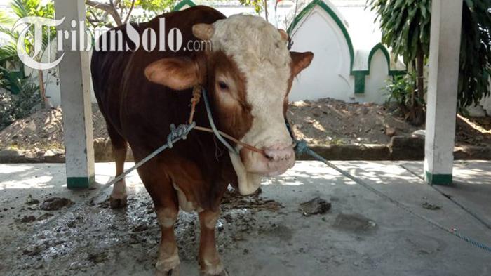 Bukan Sapi Sukoharjo, Jokowi Kurban Tahun Ini Pilih Sapi dari Peternak Boyolali, Berat 1 Ton Lebih