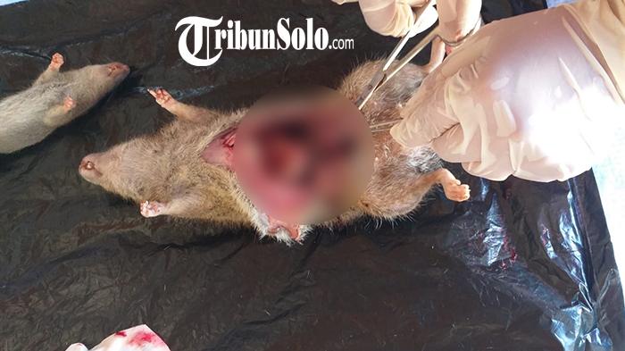 Ilustrasi-Tikus-Leptospirosis.jpg