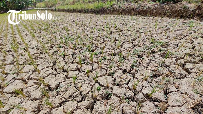 Musim Kemarau, 7 Kecamatan di Boyolali Rawan Kekeringan : Sudah Ada yang Minta Kirim Air