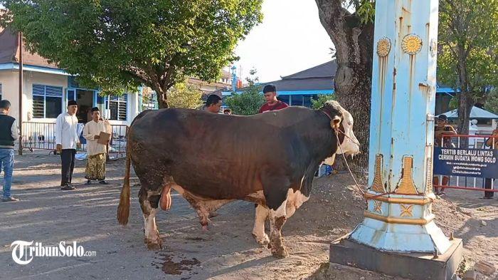 Masjid-Agung-Keraton-Kasunanan-Solo-menerima-bantuan-4-sapi-2.jpg