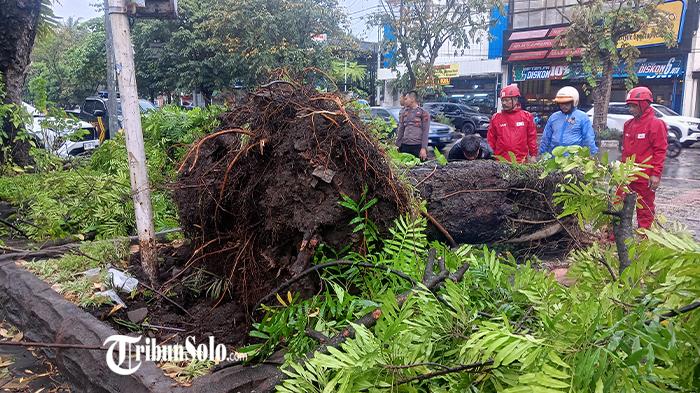 POHON-TUMBANG-Sejumlah-pohon-tumbang-usai-hujan-deras-disertai-angin-melanda-kota-Solo.jpg