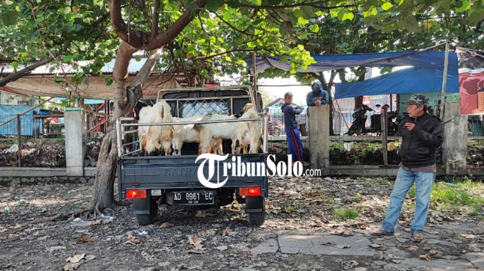 Pedagang-kambing-di-Pasar-Hewan-Plembon-Klaten-masih-memaksa-berjualan-meski-pasar-ditutup.jpg