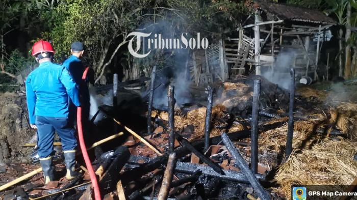 Pilunya Bu Sunarti, Dua Sapi Terpanggang Hidup-hidup dalam Kebakaran di Simo