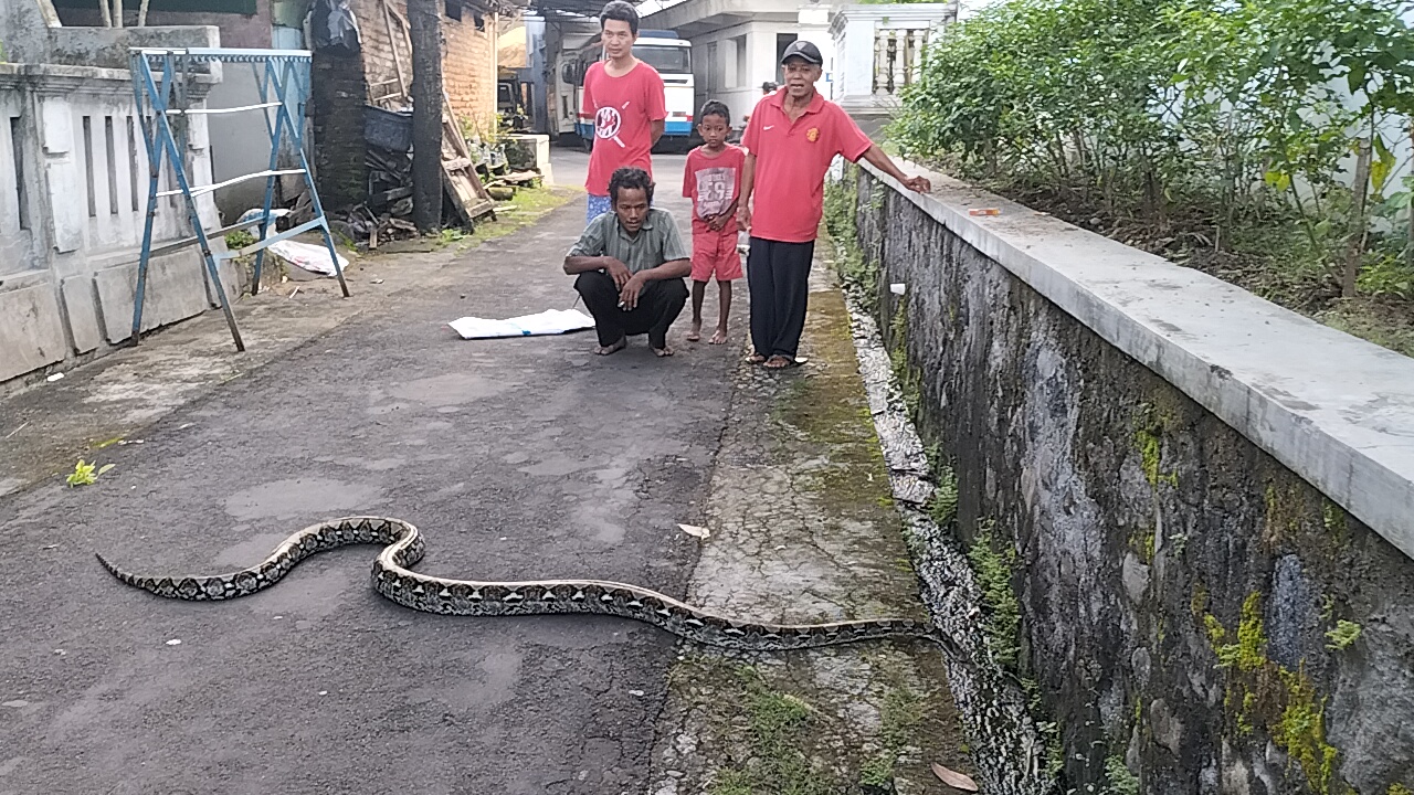 Penampakan-ular-sanca-Kembang-yang-ditangkap-warga-Bangak-kecamatan-Banyudono-Boyolali.jpg
