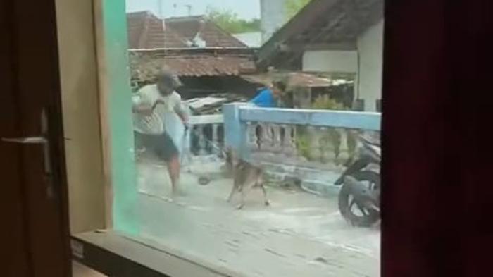 Penganiayaan-anjing-di-Mojosongo-solo.jpg