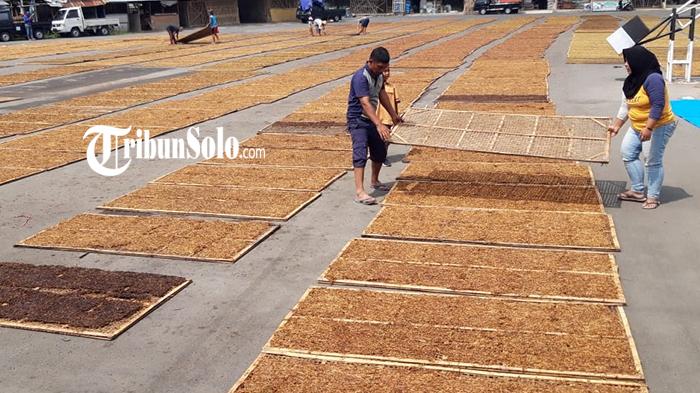 Petani-Selo-tengah-menjemur-tembakau.jpg