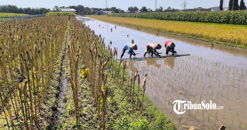 Petani-sedang-menanam-padi-di-lahan-sawah-wilayah-Kecamatan-Jogonala.jpg