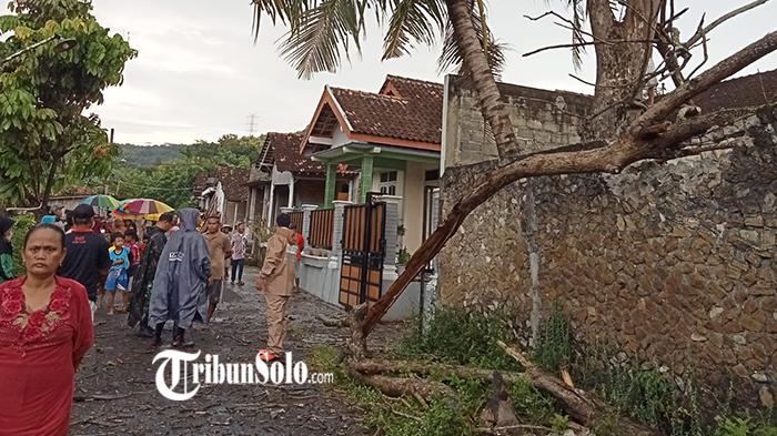 Pohon-jati-kering-yang-tersambar-petir-terbelah-dan-menimpa-rumah-warga-di-Klaten.jpg