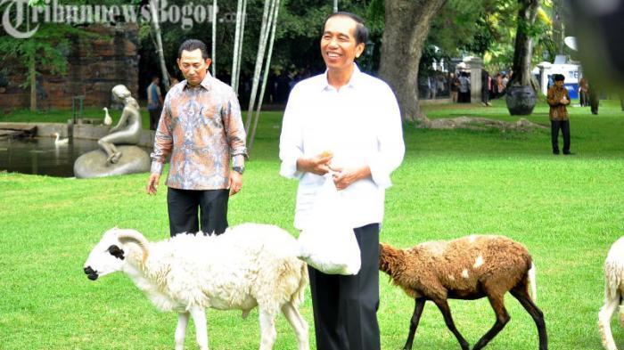 Presiden-Joko-Widodo-Jokowi-bersama-kambing-peliharaannya.jpg