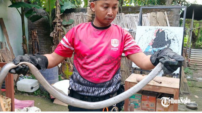 Proses-evakuasi-ular-dari-rumah-Dalhari-ini-berlangsung-dramatis.jpg