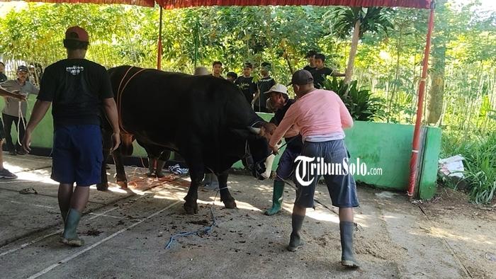 Proses-penyembelihan-Ragil-sapi-kurban-dari-Presiden-RI-Prabowo.jpg