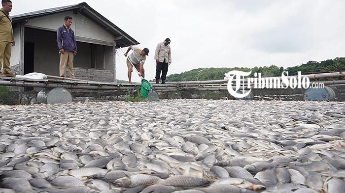 Ribuan-ikan-di-KJA-WKO-mati-akibat-fenomena-upwelling-Selasa-312023.jpg