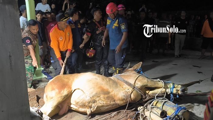 Sapi-kurban-mati-setelah-masuk-ke-dalam-sumur-di-Dukuh-Tinggen-NIH.jpg