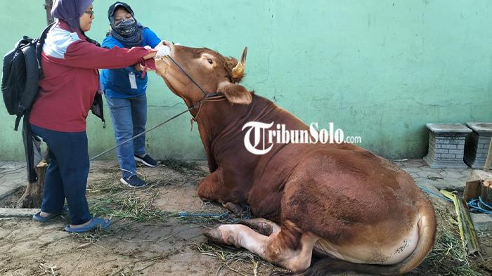 Sapi-kurban-milik-Presiden-Jokowi-di-pondok-pesantren-Kholifatullah-Mojolaban-Sukoharjo.jpg
