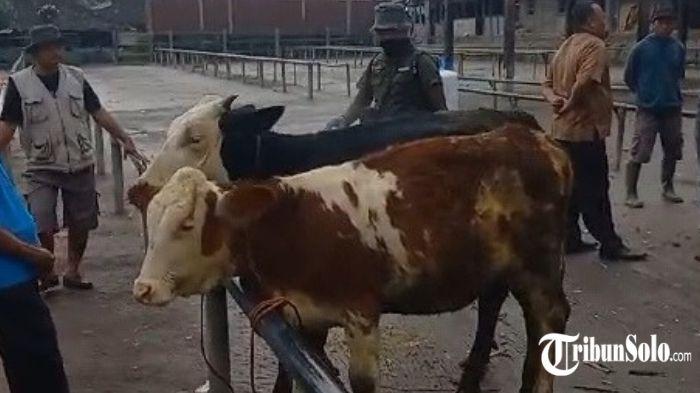 Hari Pertama Pasar Hewan Wuryantoro Wonogiri Dibuka Lagi, Hanya Ada Empat Ekor Sapi