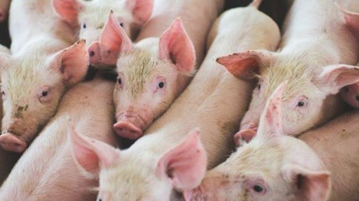 Geger Daging Babi Mirip Daging Sapi Asal Solo, Peternak Babi Sukoharjo Diawasi, Nakal Ini Sanksinya