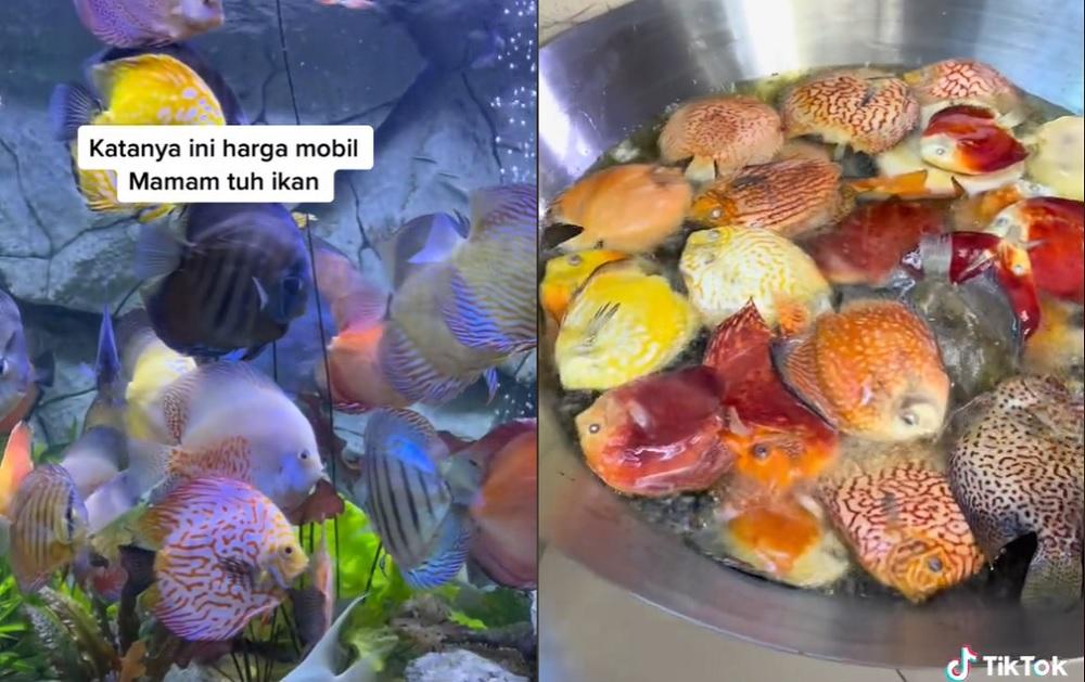 Viral Istri Goreng 80 Ikan Hias Discus Seharga Mobil Milik Suami, Ternyata Ini Penyebabnya