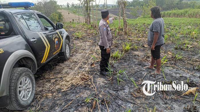 Deteksi Satelit NASA, Ada Karhutla di Sragen, Polisi Cek Dapati Bekas Pembakaran Lahan Tebu