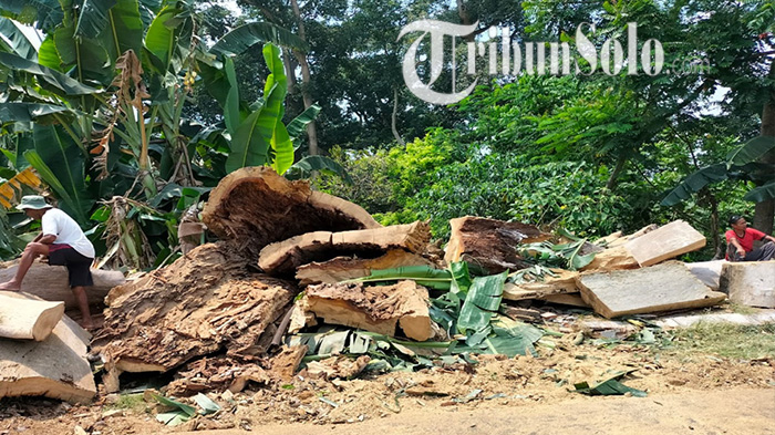 Tak Ada Hujan & Angin, Leses Si Pohon Raksasa Legendaris Boyolali Tumbang, Warga Lihat Munculnya Api