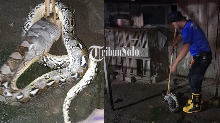 proses-evakuasi-ular-sanca-kembang-dari-kandang.jpg