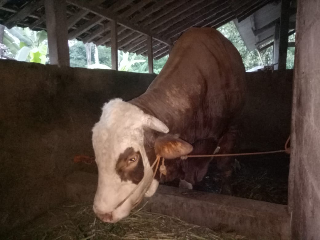 sapi-berjenis-simental-milik-warga-boyolali.jpg